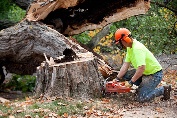 Best Tree Cutting Near Me  in South Valley, NM